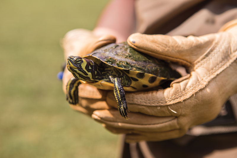 Someone gently holding a painted turtle.
