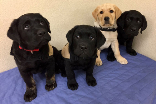 Four service dog puppies, three black labs and one yellow lab.