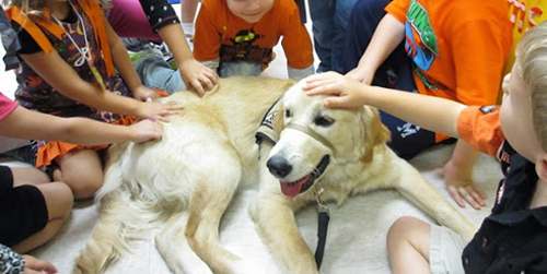 A therapy dog being pet by children.