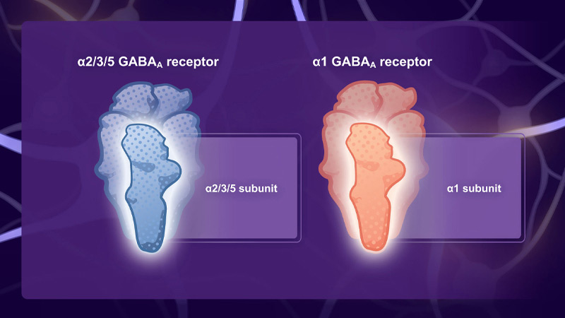 Graphic depiction of two different GABA receptors.