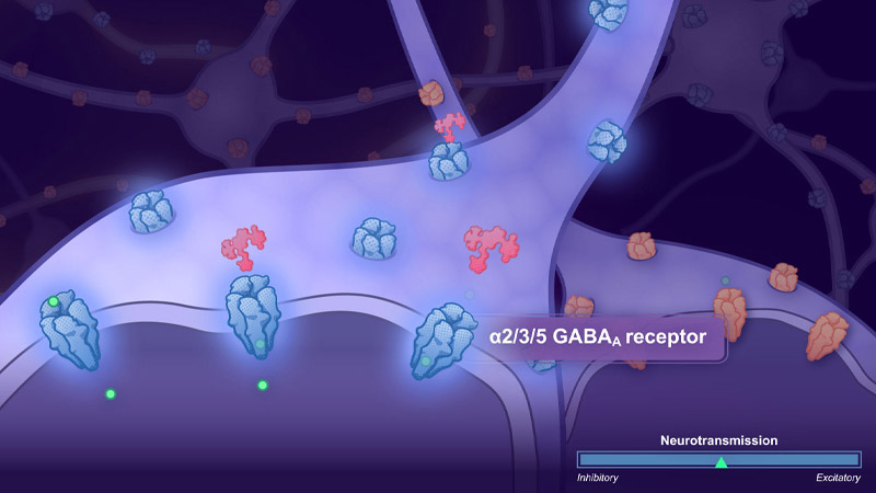 Graphic depiction of GABA receptors and other cell parts.