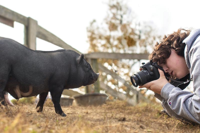 A photography student gets a close up shot of a young pig.