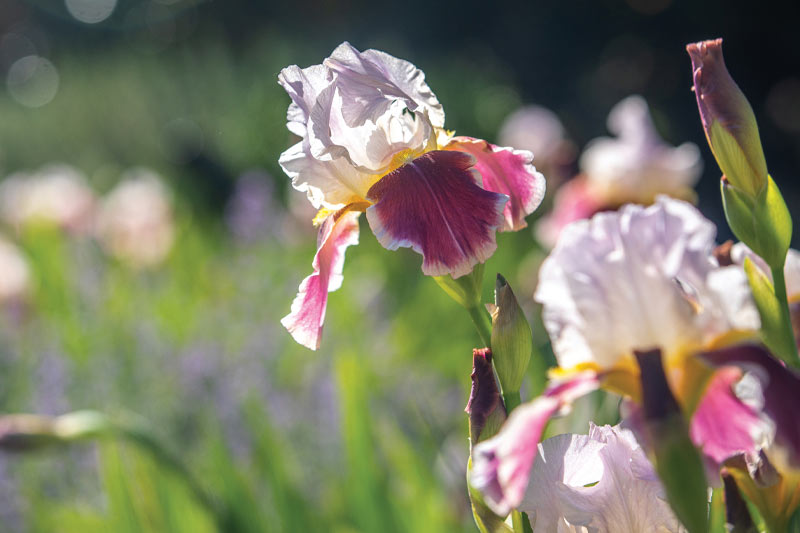 An iris during summer.